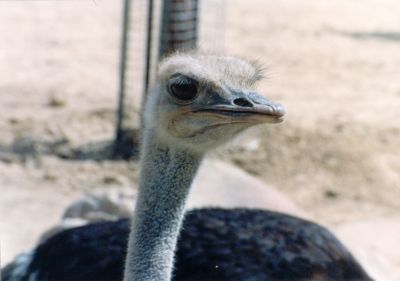Avestruz
Palabras clave: avestruz