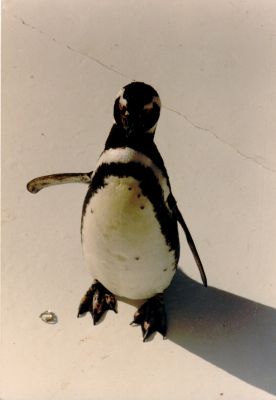 Pingüino
Palabras clave: pingüino