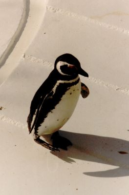 Pingüino
Palabras clave: pingüino
