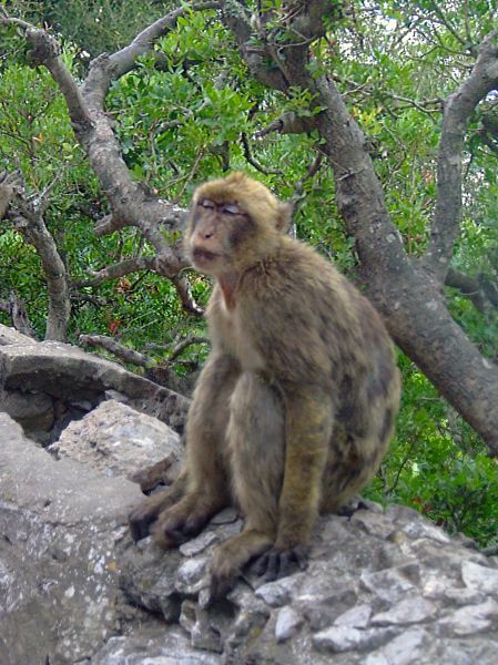 macaco de Gibraltar, mono de Berbería 
Palabras clave: Mono,simio,Cádiz,Andalucía,Gibraltar