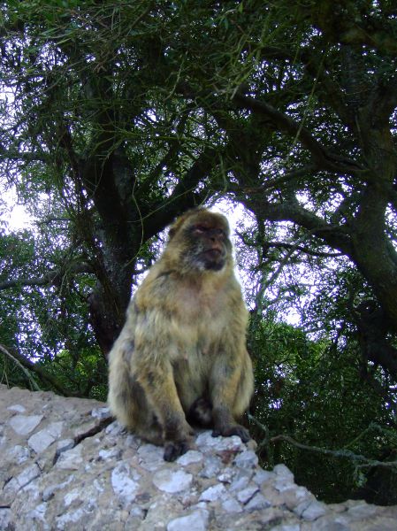 macaco de Gibraltar, mono de Berbería 
Palabras clave: Mono,simio,Cádiz,Andalucía,Gibraltar