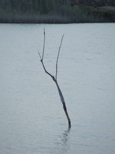 rama en el agua
Palabras clave: rama,agua,ría