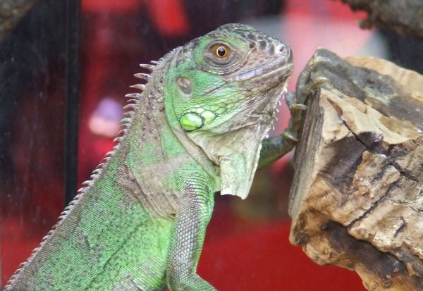 Iguana verde
Palabras clave: reptil
