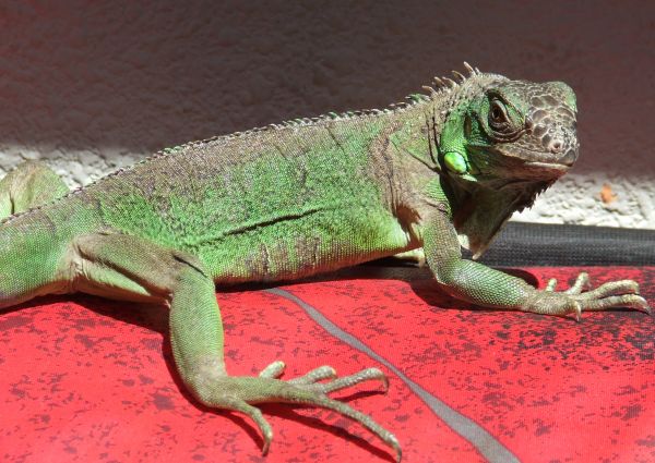 Iguana verde
Palabras clave: reptil,teyú,iguánido