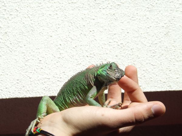 Iguana verde
Palabras clave: reptil,teyú,iguánido