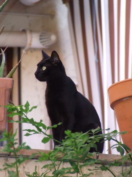 gato negro
Palabras clave: felino