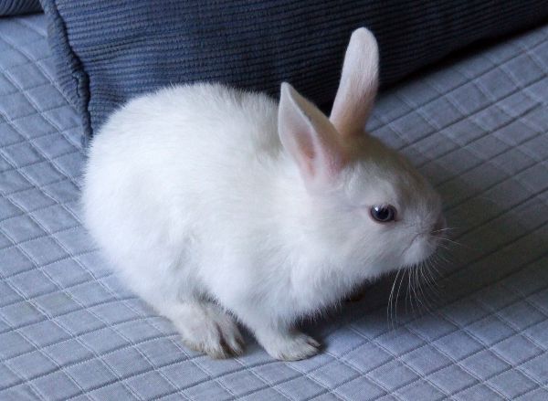 conejo blanco
Palabras clave: gazapo,roedor