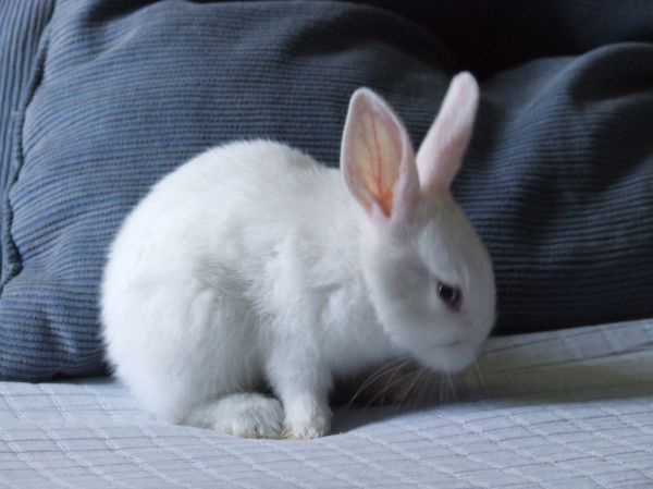 conejo blanco
Palabras clave: gazapo,roedor
