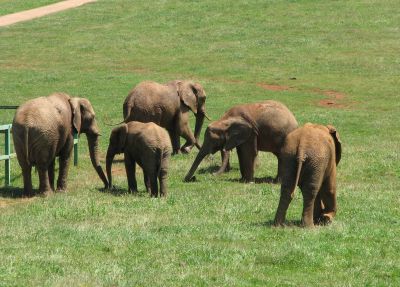 Elefantes
Elefantes. Parque de la Naturaleza de Cabárceno (Cantabria).
Palabras clave: elefante