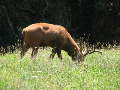 Ciervo
Ciervo. Parque de la Naturaleza de Cabárceno (Cantabria)
