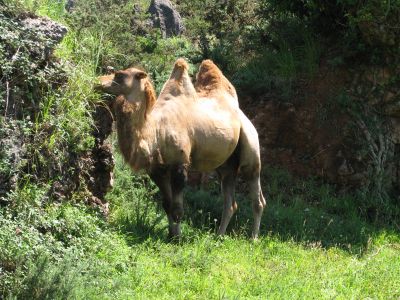 Camello
Camello. Parque de la Naturaleza de Cabárceno (Cantabria).
