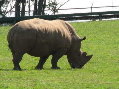 Rinoceronte
Rinoceronte. Parque de la Naturaleza de Cabárceno (Cantabria).
Palabras clave: rinoceronte,cabarceno,cantabria