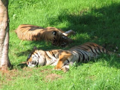 Tigres sesteando
Tigres. Parque de la Naturaleza de Cabárceno (Cantabria).
Palabras clave: tigre siesta