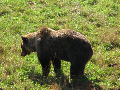 Oso
Oso. Parque de la Naturaleza de Cabárceno (Cantabria).
Palabras clave: oso,cabarceno,cantabria