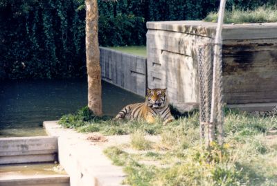 Tigre
Tigre, felino
