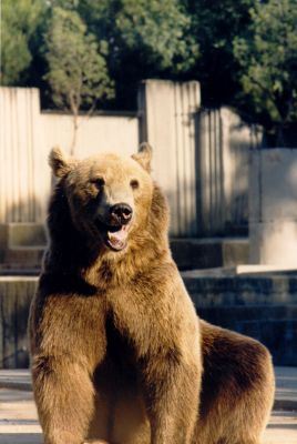 oso pardo
oso, oso pardo, plantígrado

