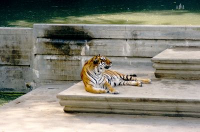 Tigre
Tigre, felino
