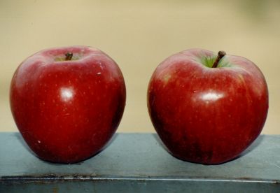 manzanas
Palabras clave: manzana,fruta