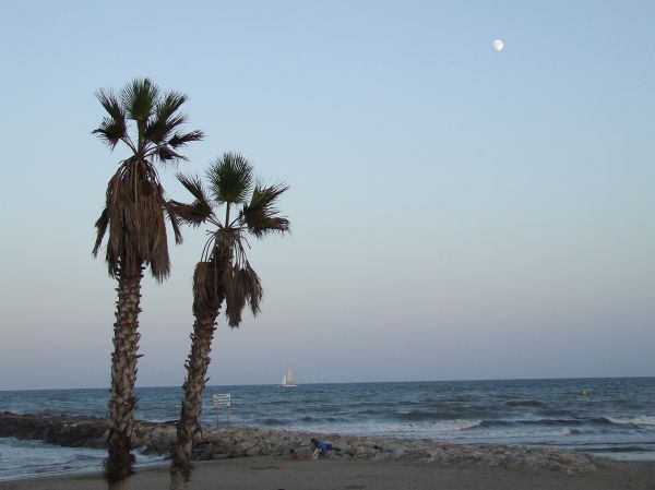 playa
Palabras clave: palmeras,playa,orilla,olas,mar
