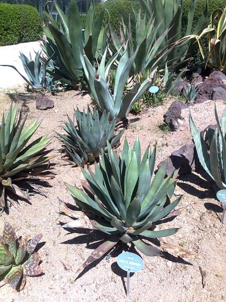 AGAVE
Palabras clave: cactus,  AGAVE