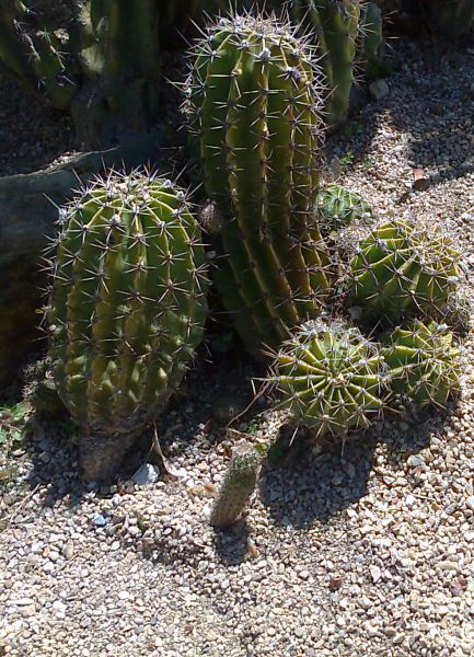AGAVE TOUMEYANA
Palabras clave: cactus,  AGAVE, AGAVE TOUMEYANA