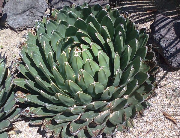 AGAVE VICTORIAE-REGINAE
Palabras clave: cactus,  AGAVE, AGAVE VICTORIAE-REGINAE