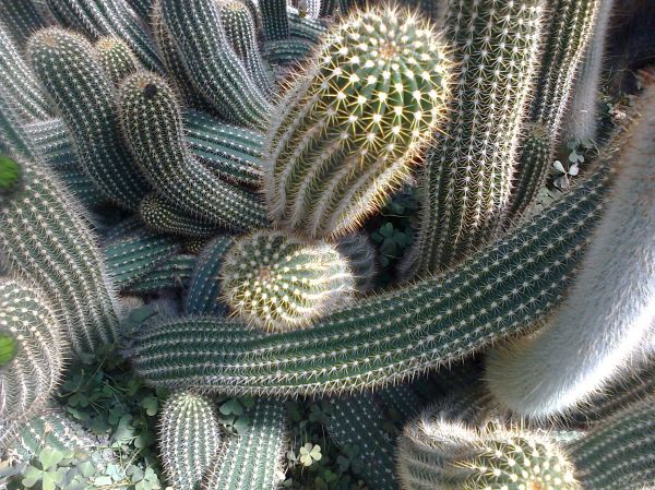 cactus
Palabras clave: cactus, fondos, texturas