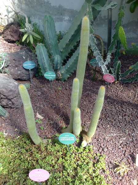 cactus
Palabras clave: cactus