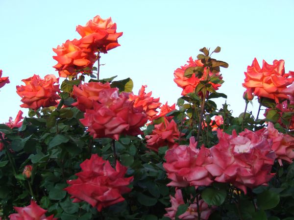 rosal
Palabras clave: flor,rosa