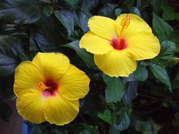 flores amarillas
Palabras clave: flor