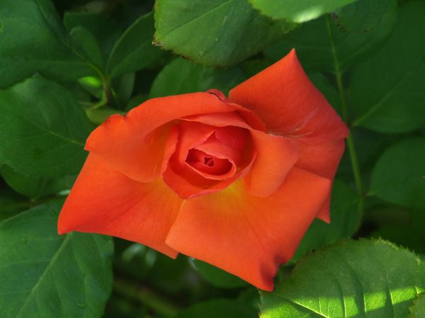 Rosa roja
Palabras clave: flor