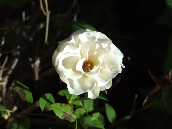 flor blanca
Palabras clave: flor,blanca