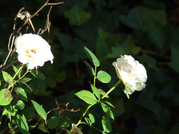 flores blancas
Palabras clave: flor,blanca