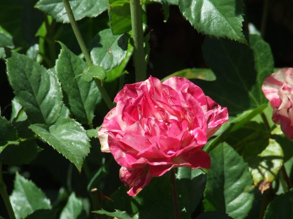 rosa
Palabras clave: flor