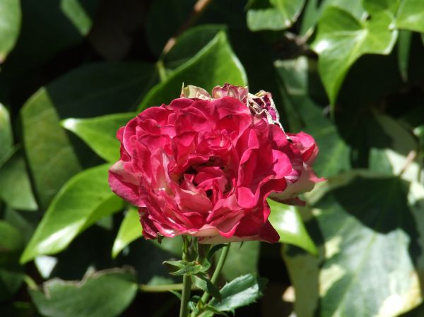 rosa
Palabras clave: flor