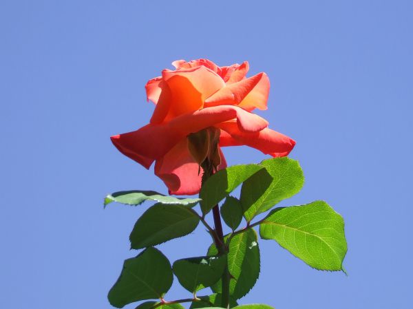 rosa roja
Palabras clave: flor