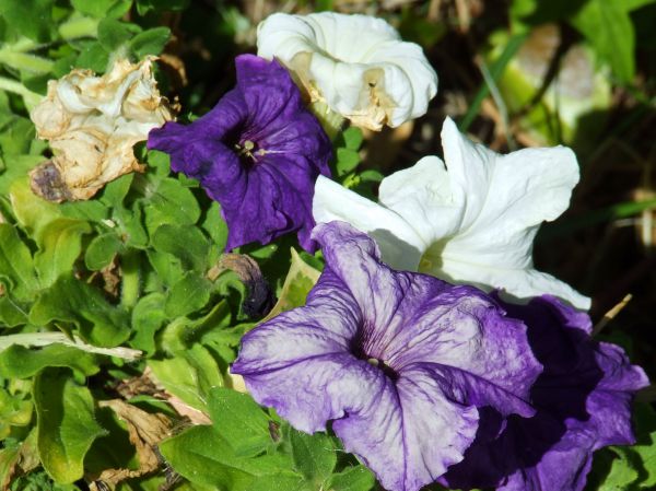flor
Palabras clave: violeta