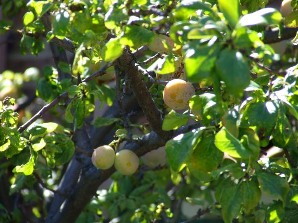 ciruelo
Palabras clave: ciruela,árbol,fruto