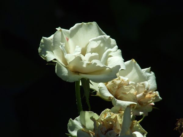 rosas blancas
Palabras clave: flor