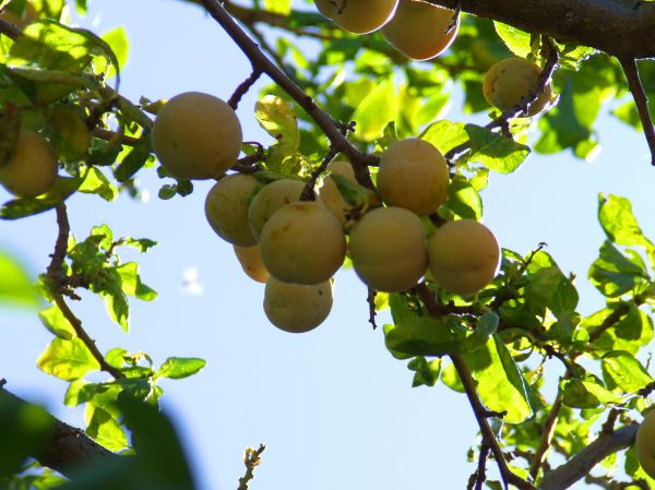 ciruelo
Palabras clave: ciruela,árbol,fruto