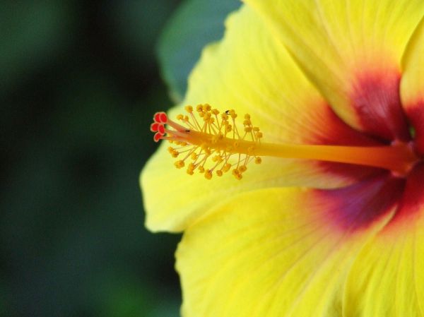 flor
Palabras clave: amarillo,pistilos
