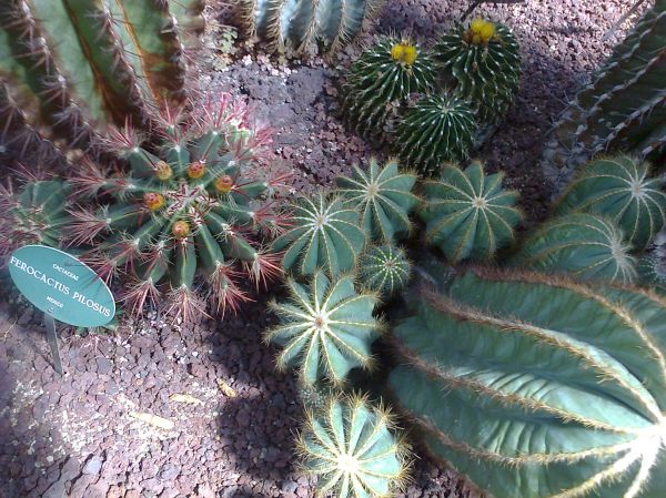 FEROCACTUS PILOSUS
Palabras clave: FEROCACTUS PILOSUS, cactus