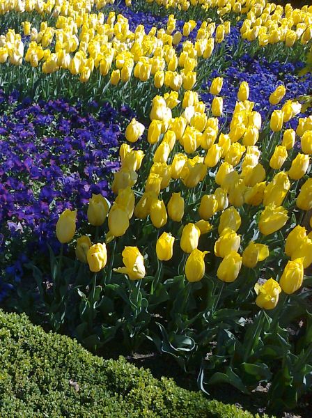 tulipan
Palabras clave: tulipan, tulipanes, flores