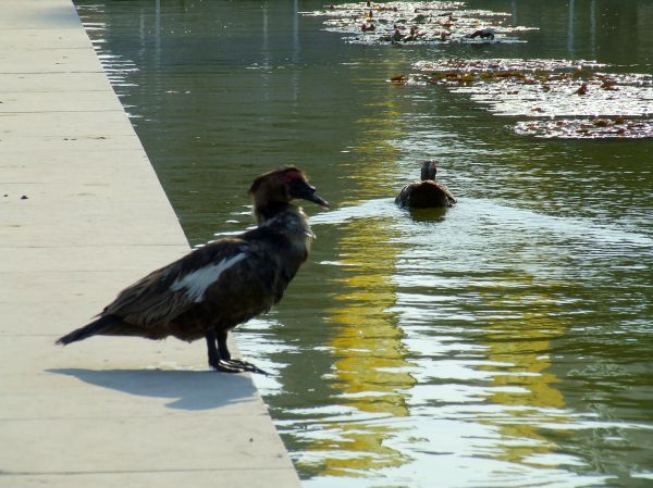 Pato mudo
Palabras clave: agua,estanque,ave,ánade
