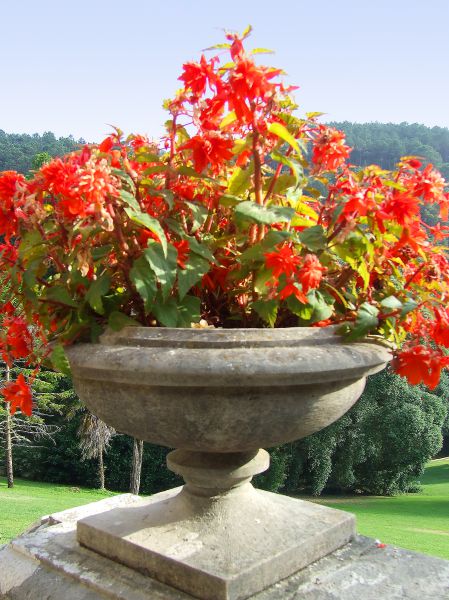 Macetero
Jardines palacio de Monserrat, Sintra
Palabras clave: Portugal,flores