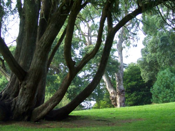 Pradera
Jardines palacio de Monserrat, Sintra
Palabras clave: Portugal,paisaje,árboles,ramas