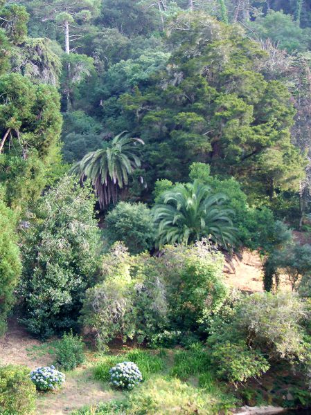 Jardines palacio de Monserrat, Sintra
Palabras clave: Portugal,paisaje,árboles