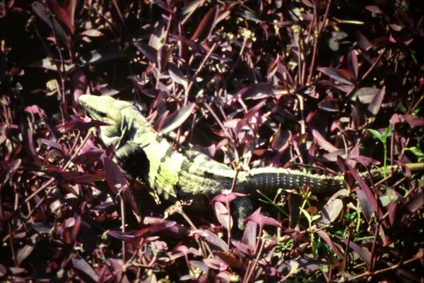iguana
Palabras clave: reptil