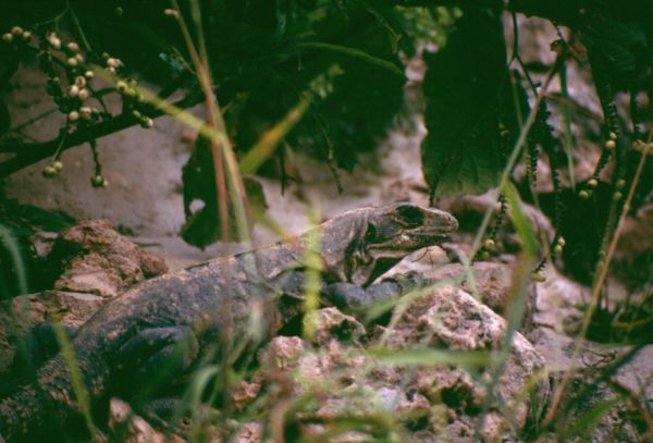 Iguana
Palabras clave: reptil