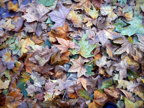 hojas
Palabras clave: hoja,otoño